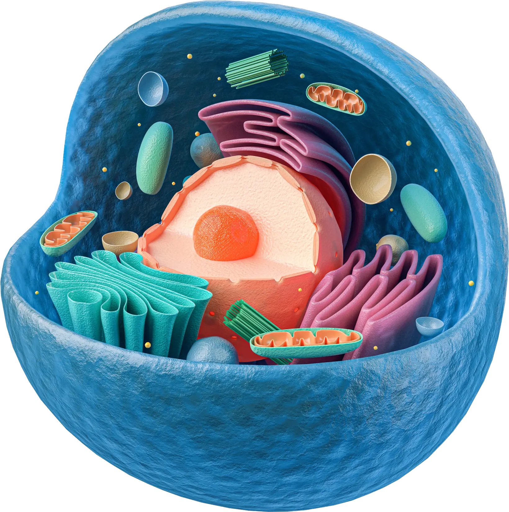 The cell and the role of lysosomes